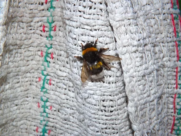 Can bees sting through clothes