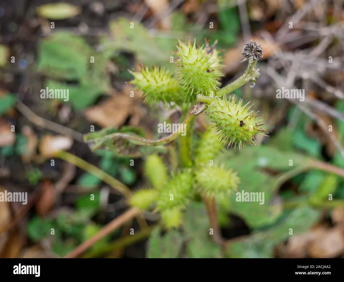 Cockleburr plant identification