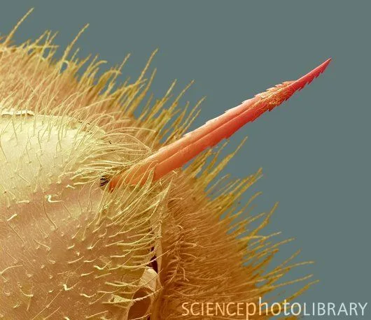 honeybee stinger barbed under microscope