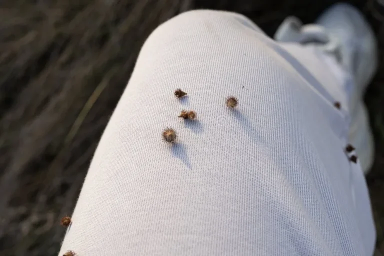 How to get burrs off clothing