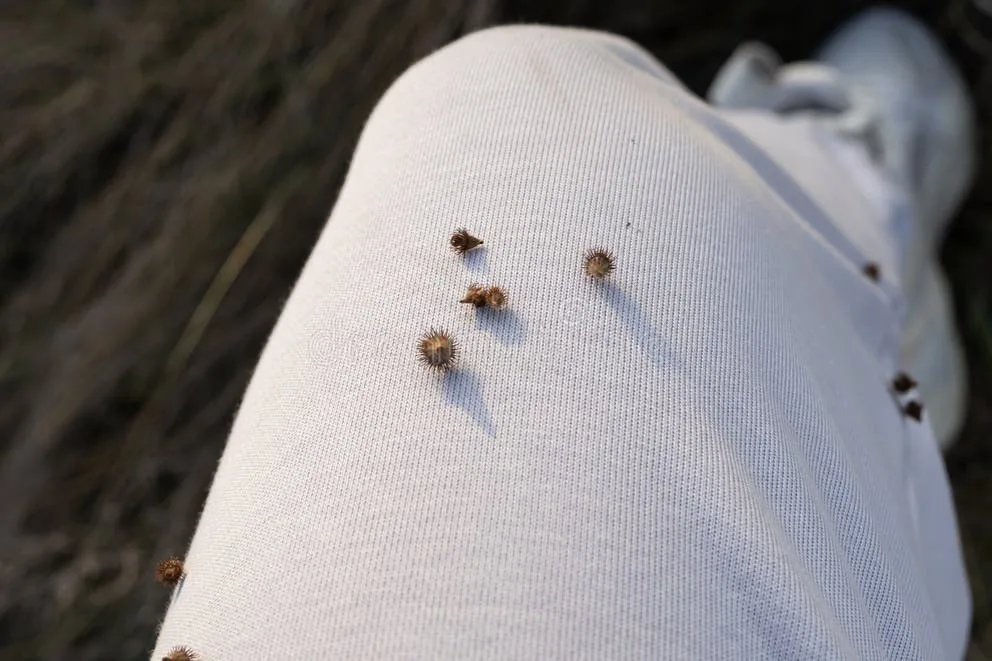 How to get burrs off clothing
