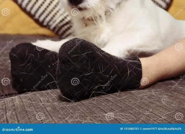 How to Get Dog Hair Off Clothes